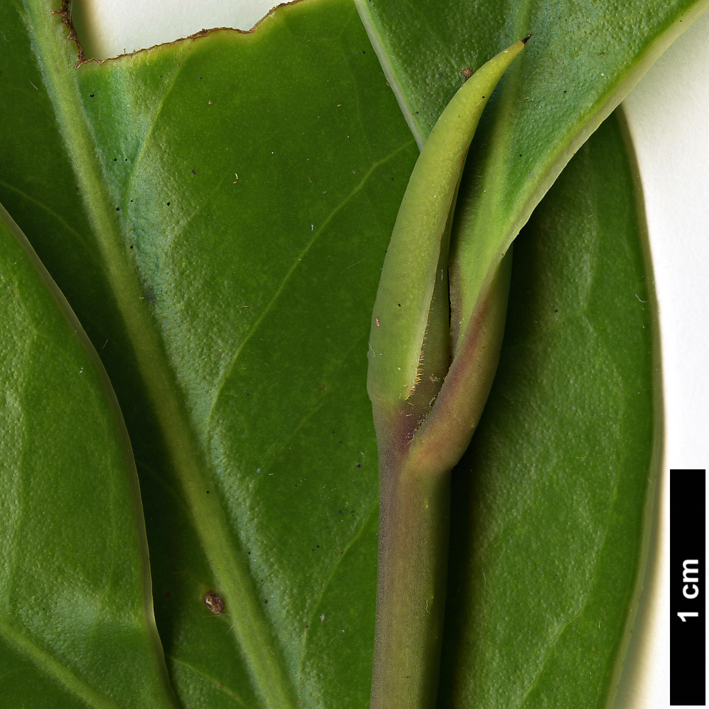 High resolution image: Family: Pentaphylacaceae - Genus: Cleyera - Taxon: pachyphylla 